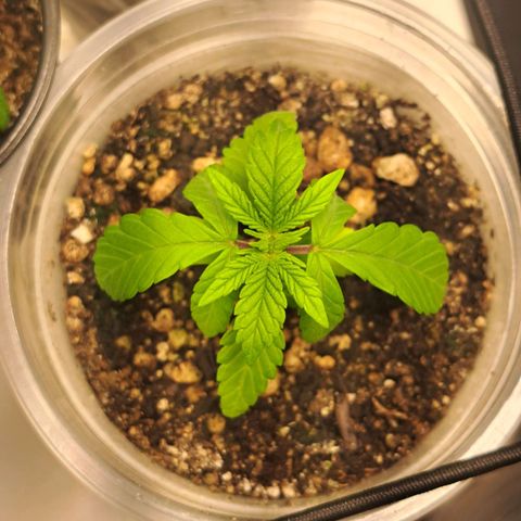 24K Tangie growlog timeline photo