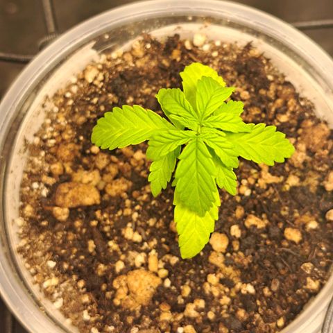 24K Tangie growlog timeline photo
