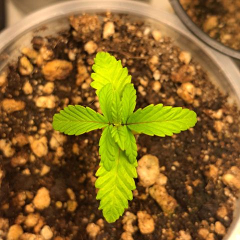 Genética desconhecida growlog timeline photo