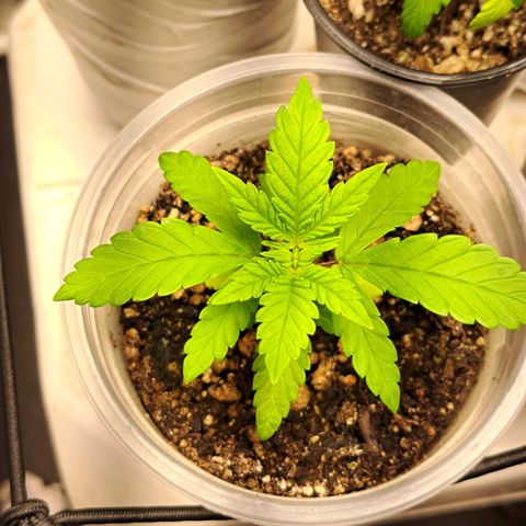 24K Tangie growlog timeline photo
