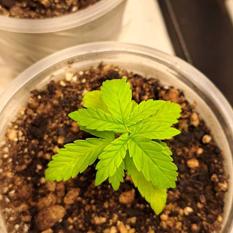 24K Tangie growlog timeline photo