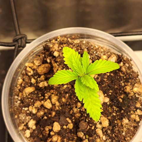 Genética desconhecida growlog timeline photo