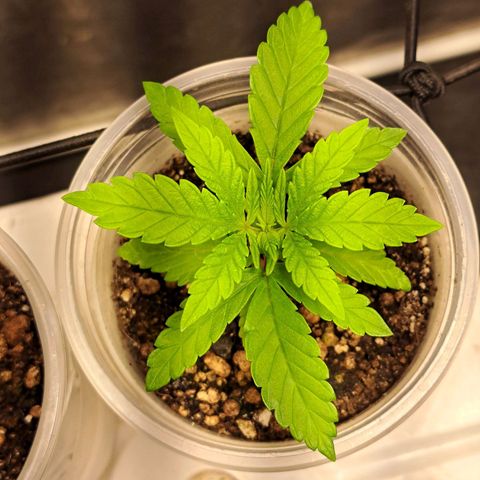 24K Tangie growlog timeline photo