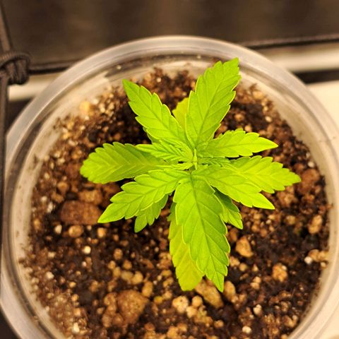 24K Tangie growlog timeline photo