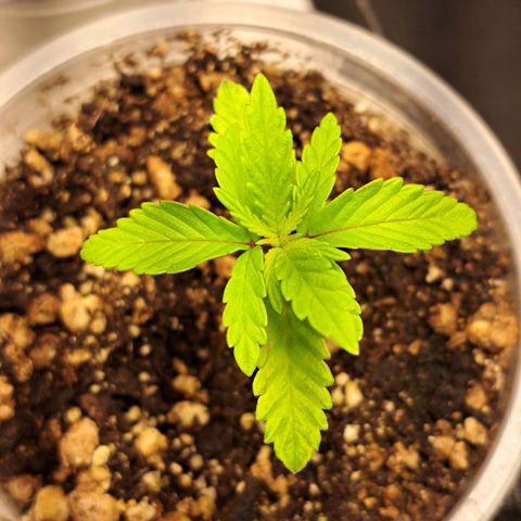 Genética desconhecida growlog timeline photo