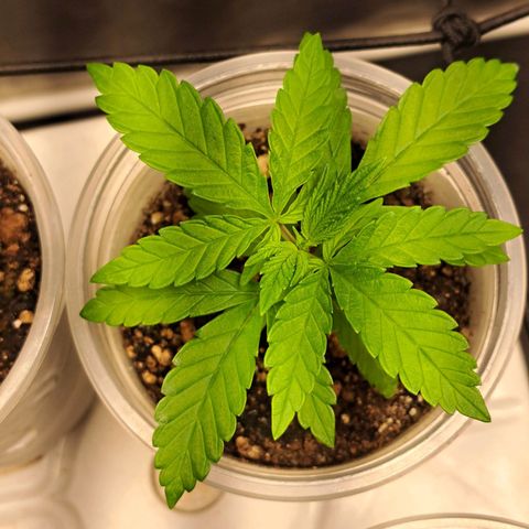 24K Tangie growlog timeline photo