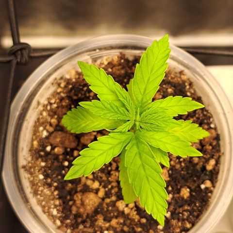 24K Tangie growlog timeline photo