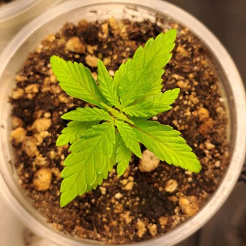 Genética desconhecida growlog timeline photo