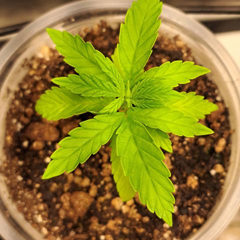 24K Tangie growlog timeline photo