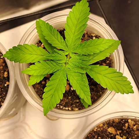 24K Tangie growlog timeline photo