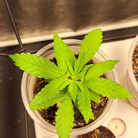 24K Tangie growlog timeline photo