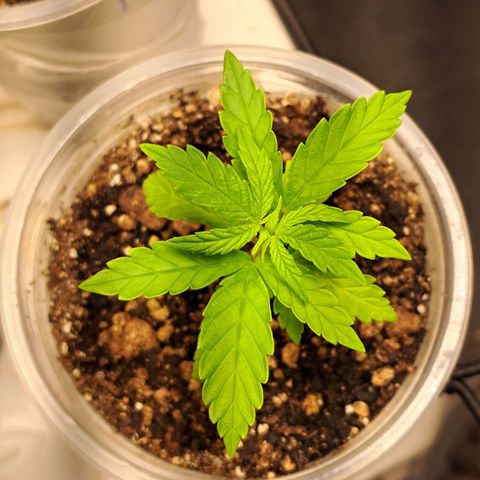 24K Tangie growlog timeline photo