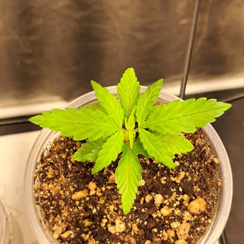 Genética desconhecida growlog timeline photo