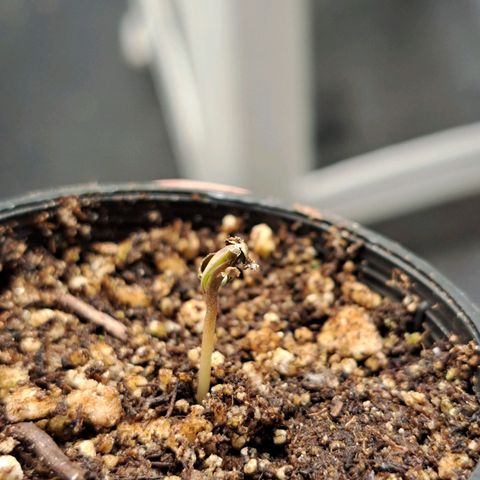 24K Tangie growlog timeline photo