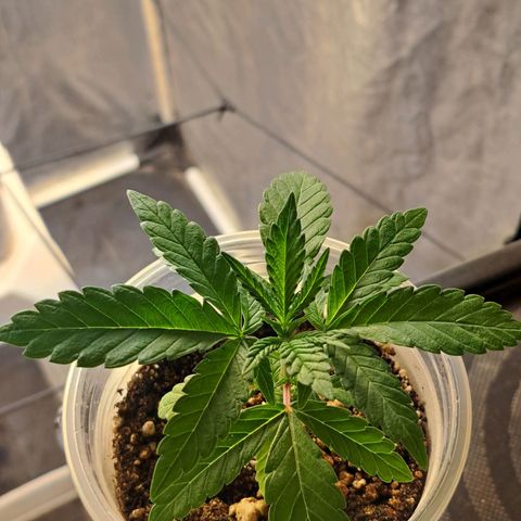 24K Tangie growlog timeline photo