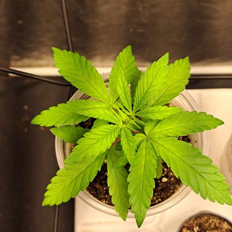 24K Tangie growlog timeline photo