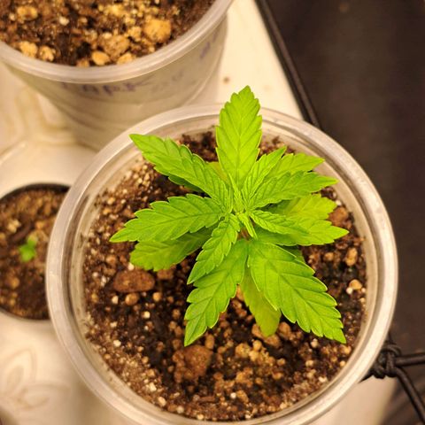 24K Tangie growlog timeline photo