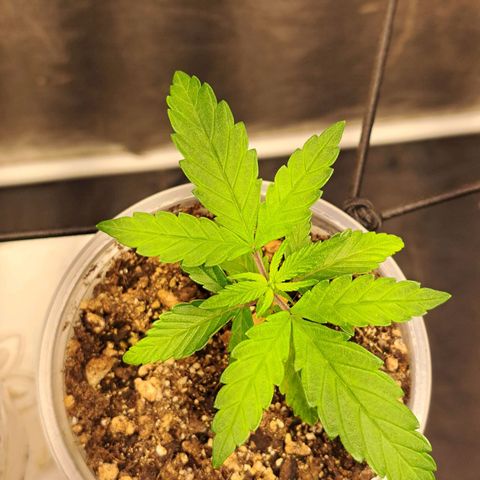 Genética desconhecida growlog timeline photo