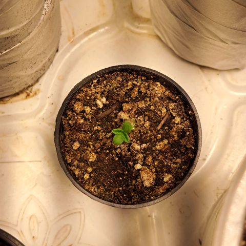 24K Tangie growlog timeline photo