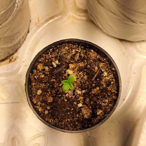 24K Tangie growlog timeline photo