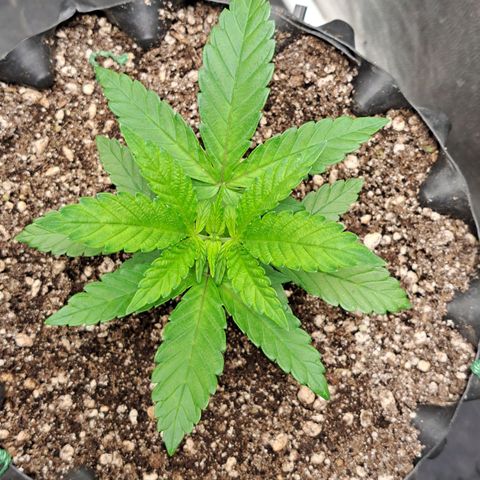 24K Tangie growlog timeline photo
