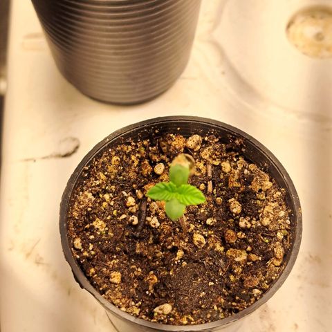 24K Tangie growlog timeline photo