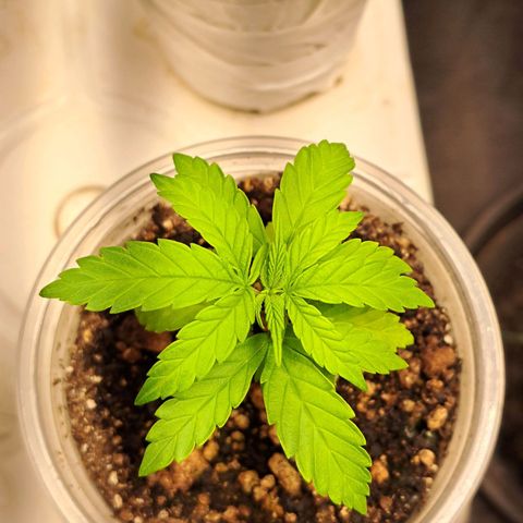 24K Tangie growlog timeline photo