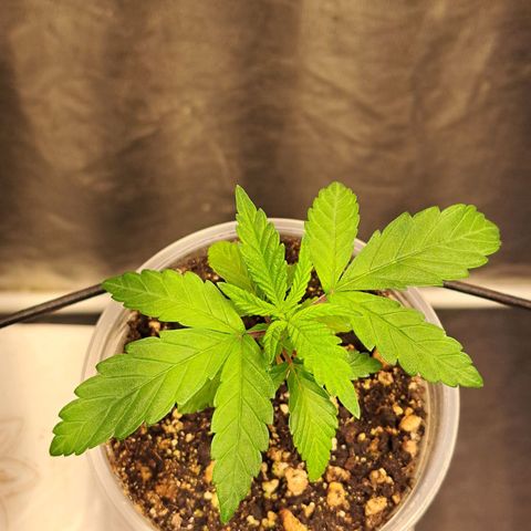 Genética desconhecida growlog timeline photo