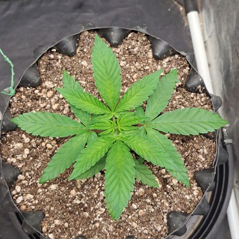24K Tangie growlog timeline photo