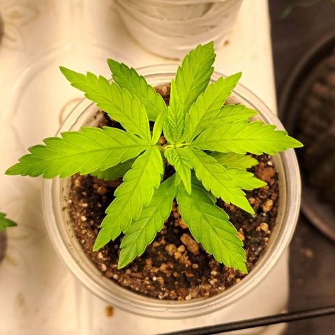 24K Tangie growlog timeline photo