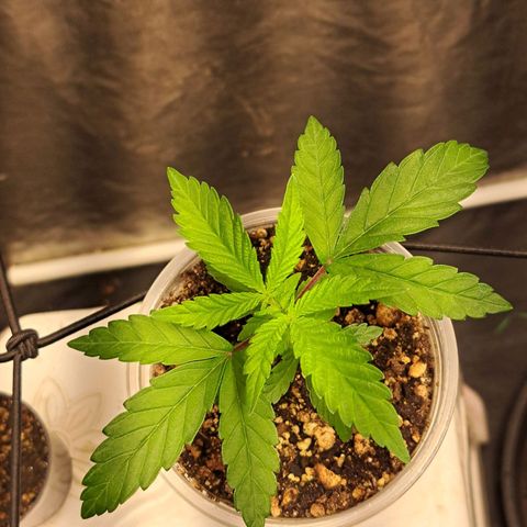 Genética desconhecida growlog timeline photo