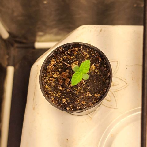 24K Tangie growlog timeline photo