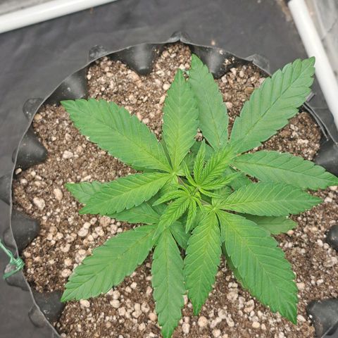 24K Tangie growlog timeline photo