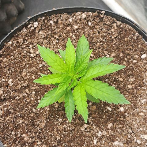 24K Tangie growlog timeline photo