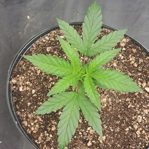 Genética desconhecida growlog timeline photo