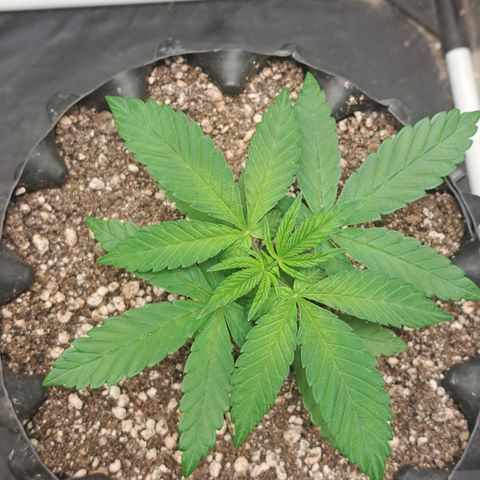24K Tangie growlog timeline photo