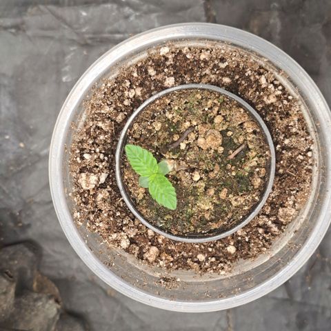 24K Tangie growlog timeline photo