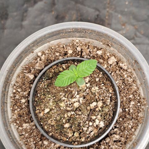 24K Tangie growlog timeline photo