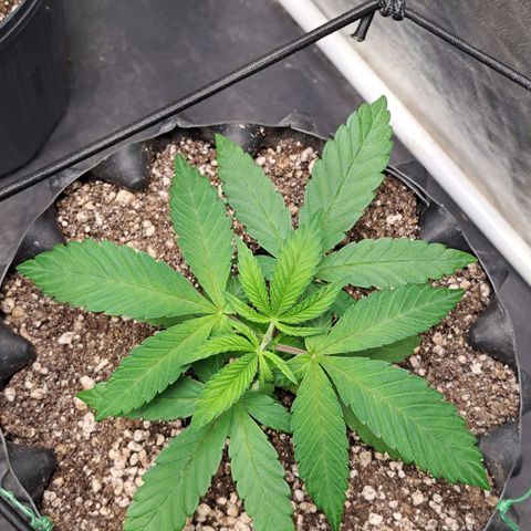 24K Tangie growlog timeline photo