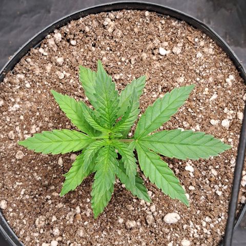 24K Tangie growlog timeline photo