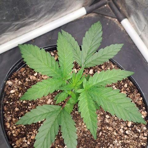 Genética desconhecida growlog timeline photo