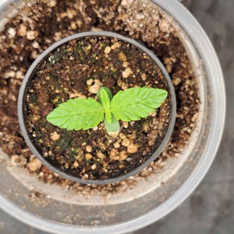 24K Tangie growlog timeline photo