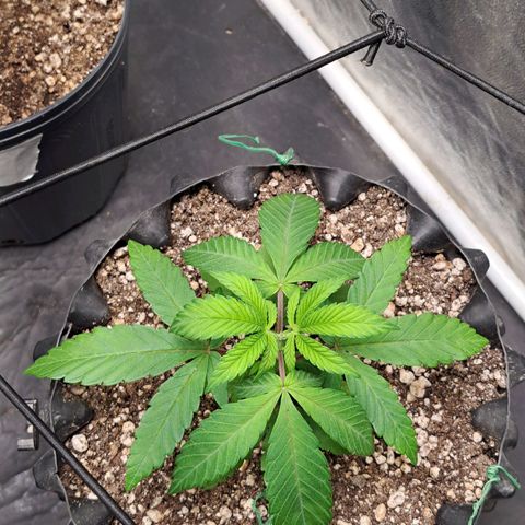 24K Tangie growlog timeline photo