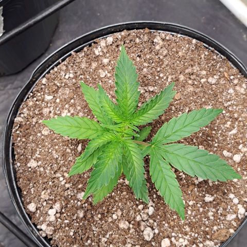 24K Tangie growlog timeline photo