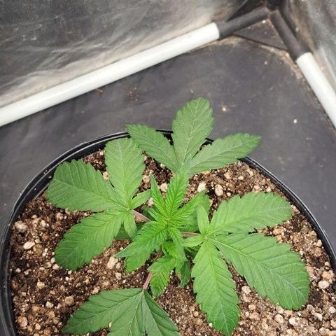 Genética desconhecida growlog timeline photo