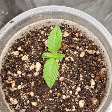 24K Tangie growlog timeline photo