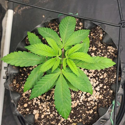 24K Tangie growlog timeline photo