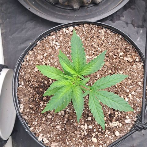 24K Tangie growlog timeline photo