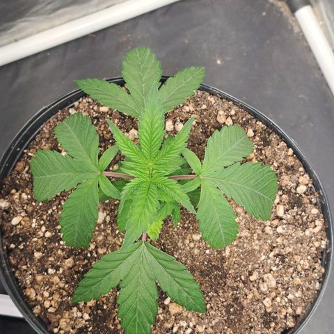 Genética desconhecida growlog timeline photo