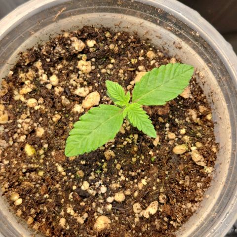 24K Tangie growlog timeline photo